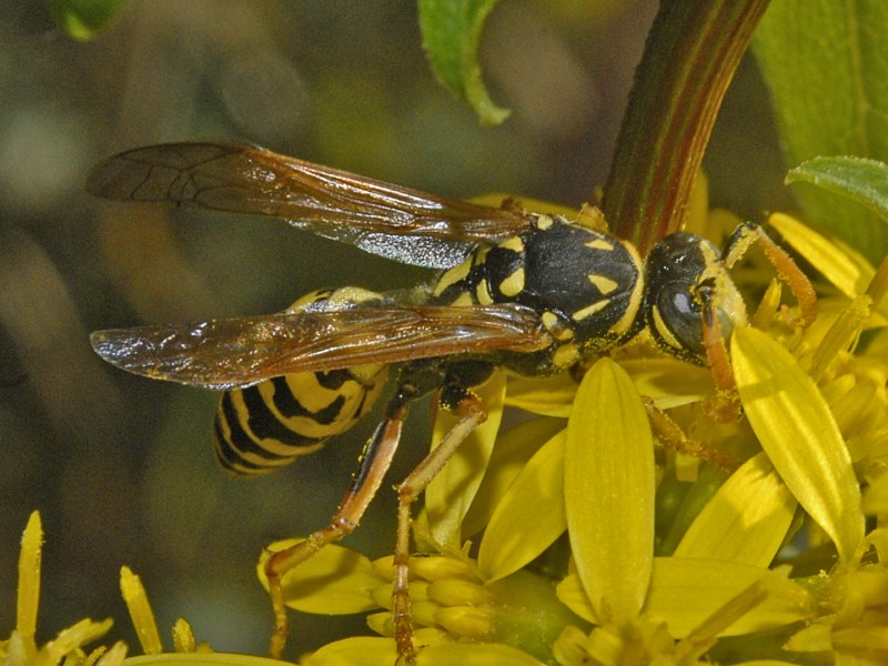 Vespe d''Ottobre: maschio di Polistes sp.